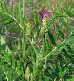 Astragalus uliginosus