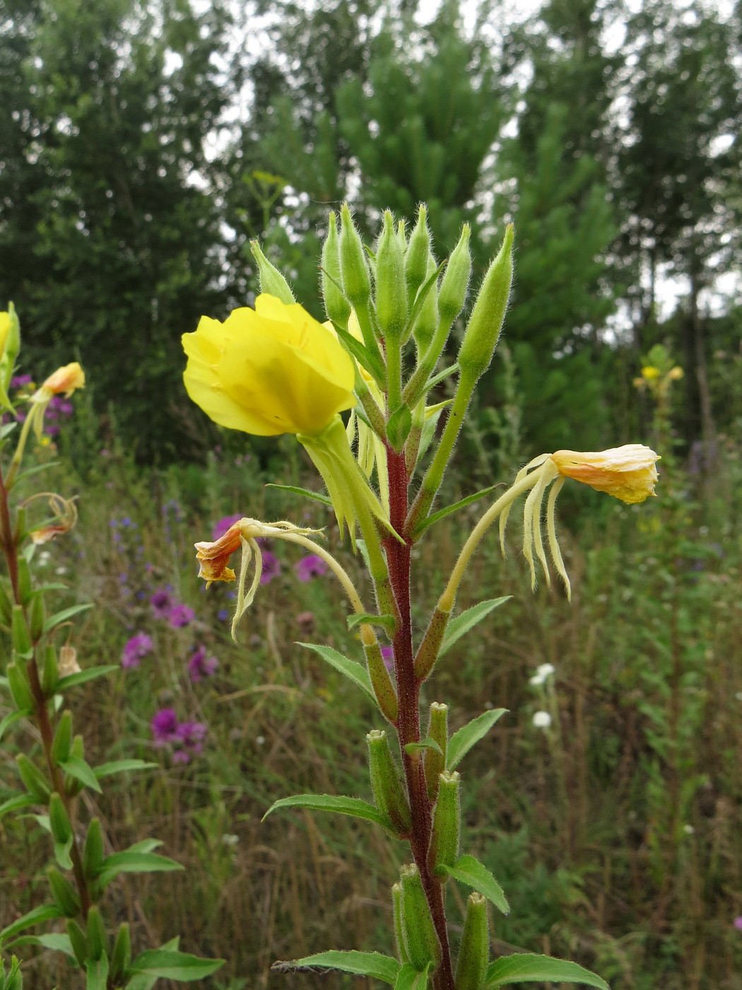 Image of Oenothera rubricaulis specimen.