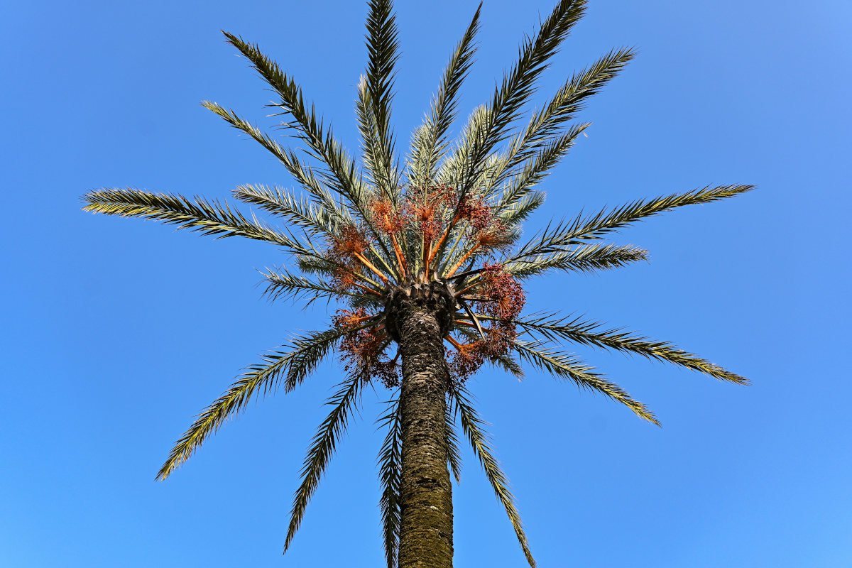 Image of Phoenix dactylifera specimen.