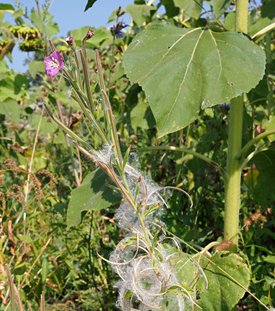 Изображение особи Epilobium hirsutum.