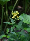 Lysimachia verticillaris. Верхушка цветущего растения. Республика Адыгея, правый борт ручья Берёзовый, поляна перед штольней № 3, луг. 31 июля 2022 г.