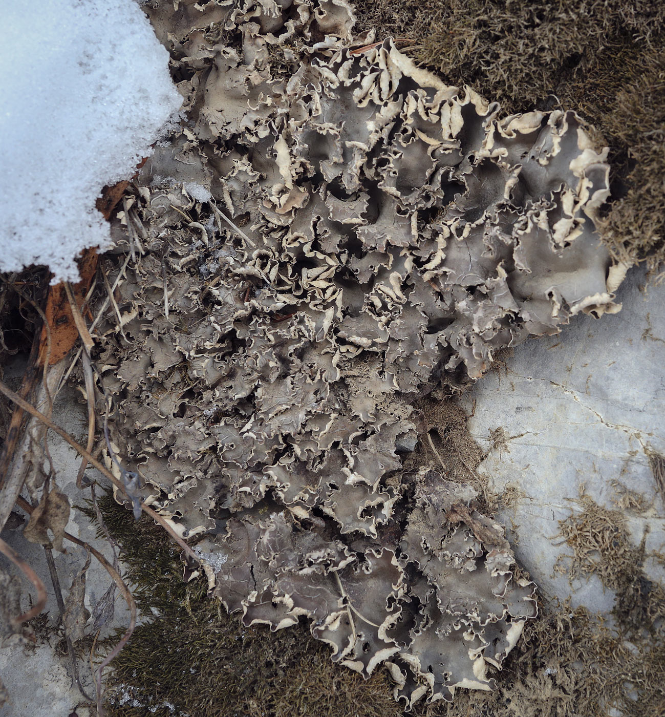 Image of genus Peltigera specimen.