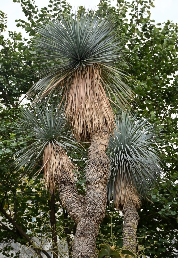 Изображение особи Yucca rostrata.