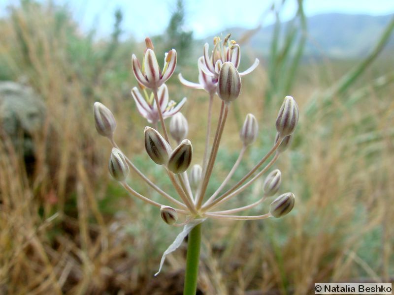 Image of Allium verticillatum specimen.