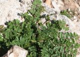 Erodium moschatum