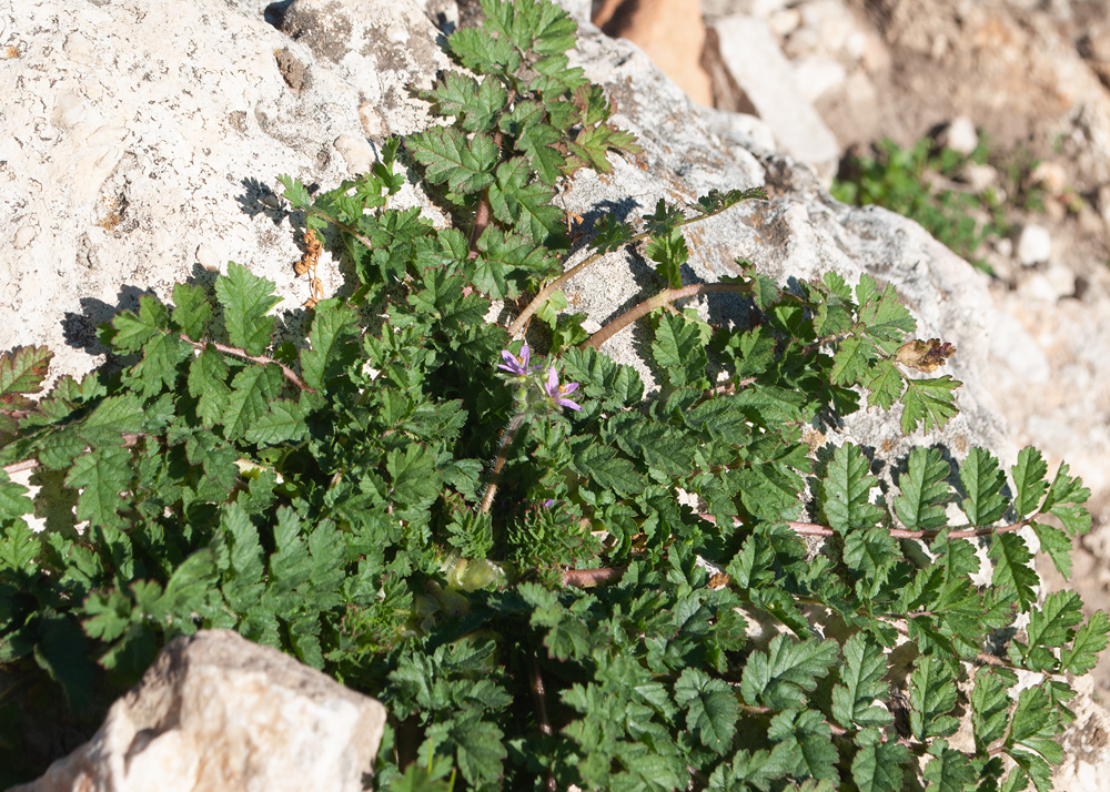 Image of Erodium moschatum specimen.