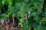 Lespedeza bicolor