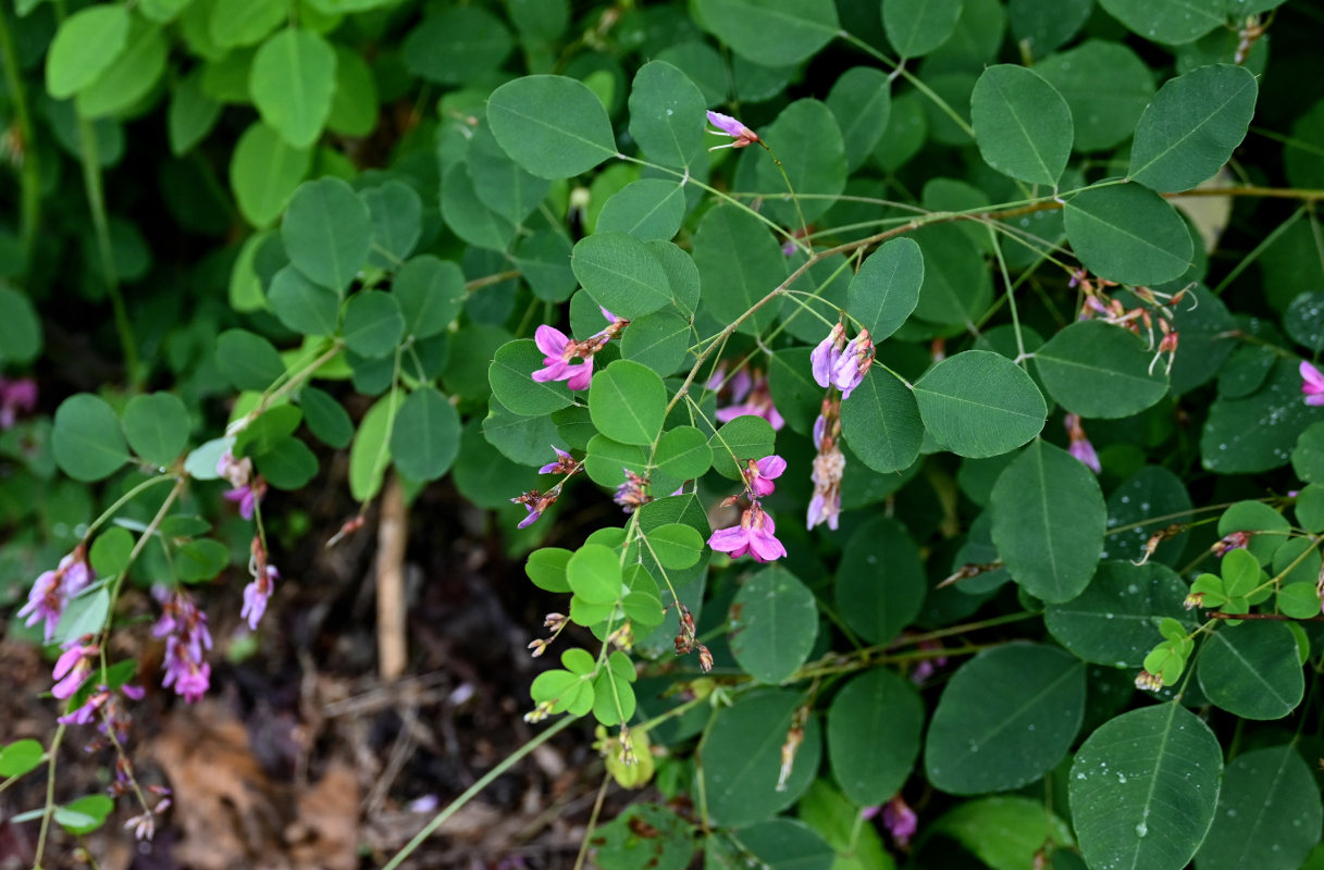 Image of Lespedeza bicolor specimen.