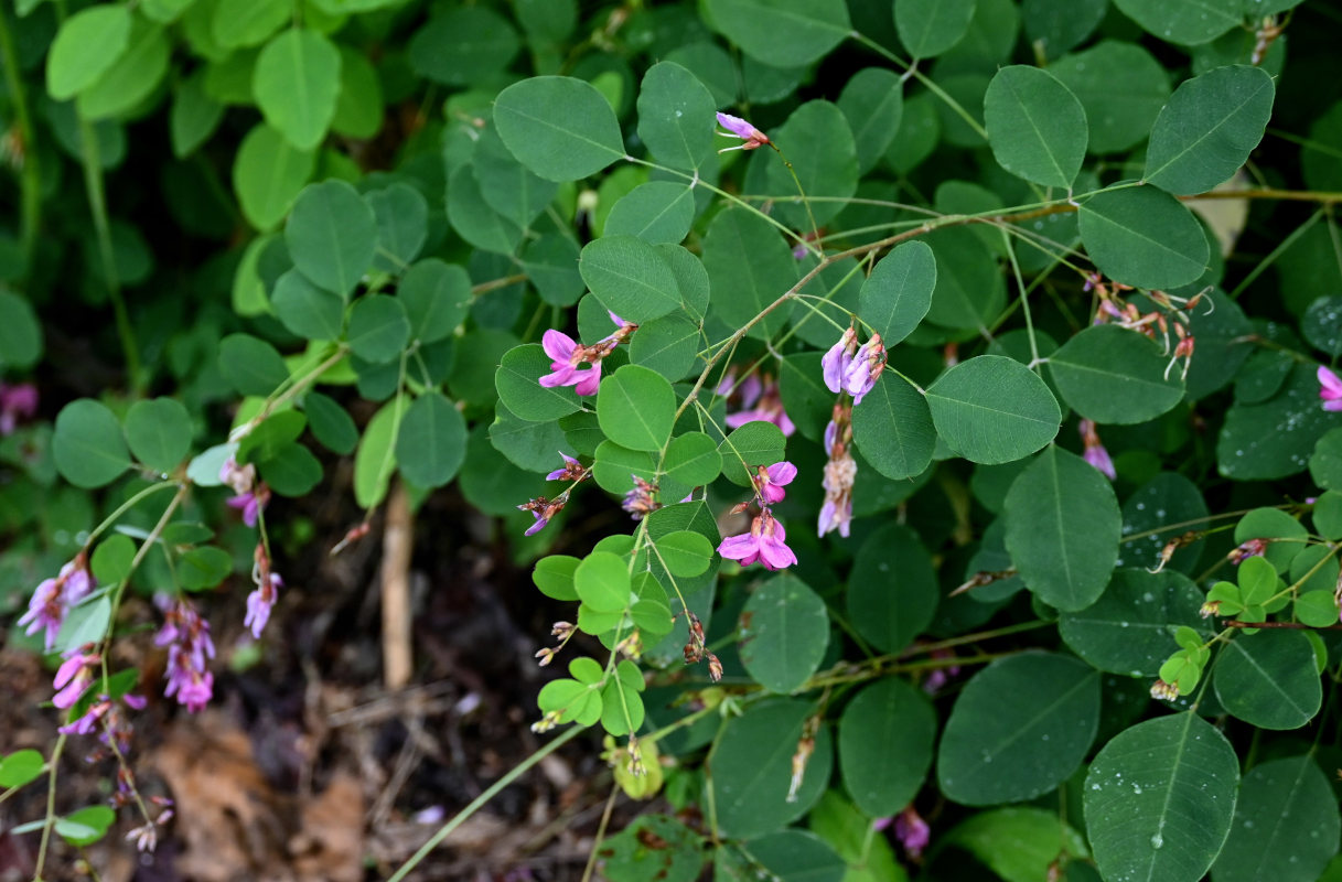 Изображение особи Lespedeza bicolor.