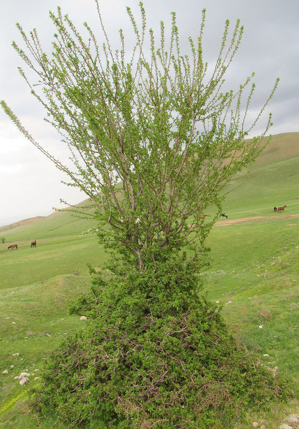 Изображение особи Malus sieversii.