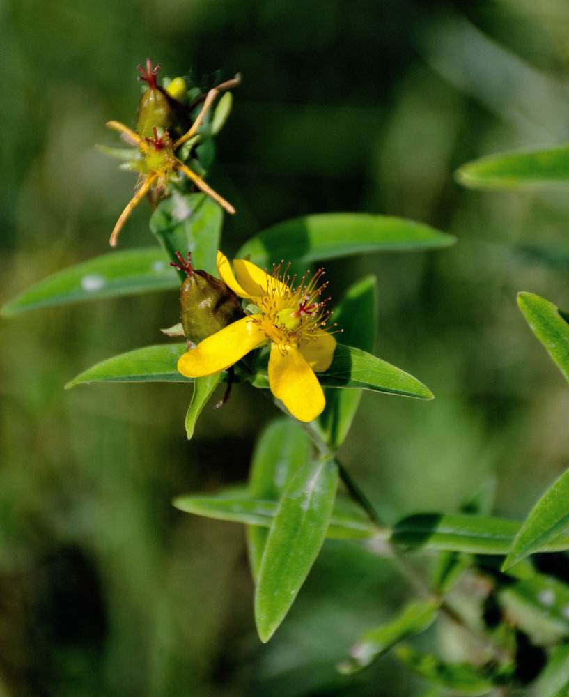 Image of Hypericum gebleri specimen.