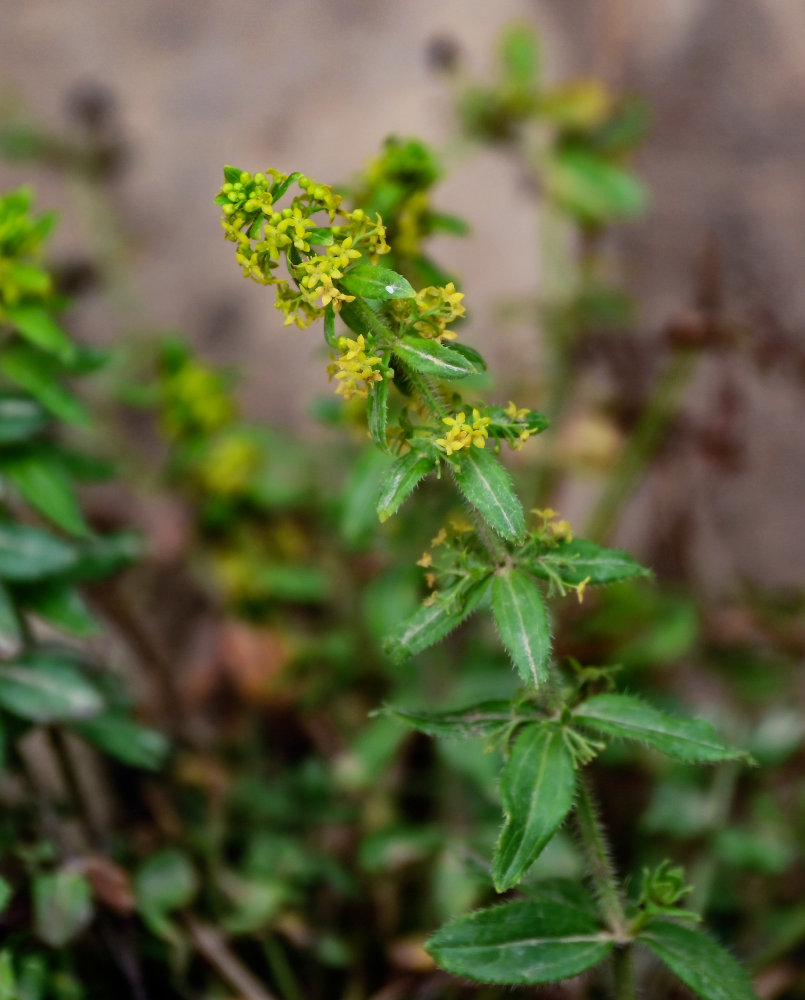 Изображение особи род Cruciata.