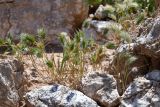 genus Eremopyrum. Плодоносящие растения. Таджикистан, Согдийская обл., Исфара, Калача Мазар (близ мавзолея Ходжа Рошнаи), пестроцветы. 2 мая 2023 г.
