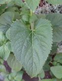 Ageratum houstonianum. Лист. Южный Берег Крыма, Артек, клумба. 23 июля 2010 г.