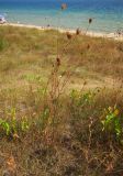 Daucus carota