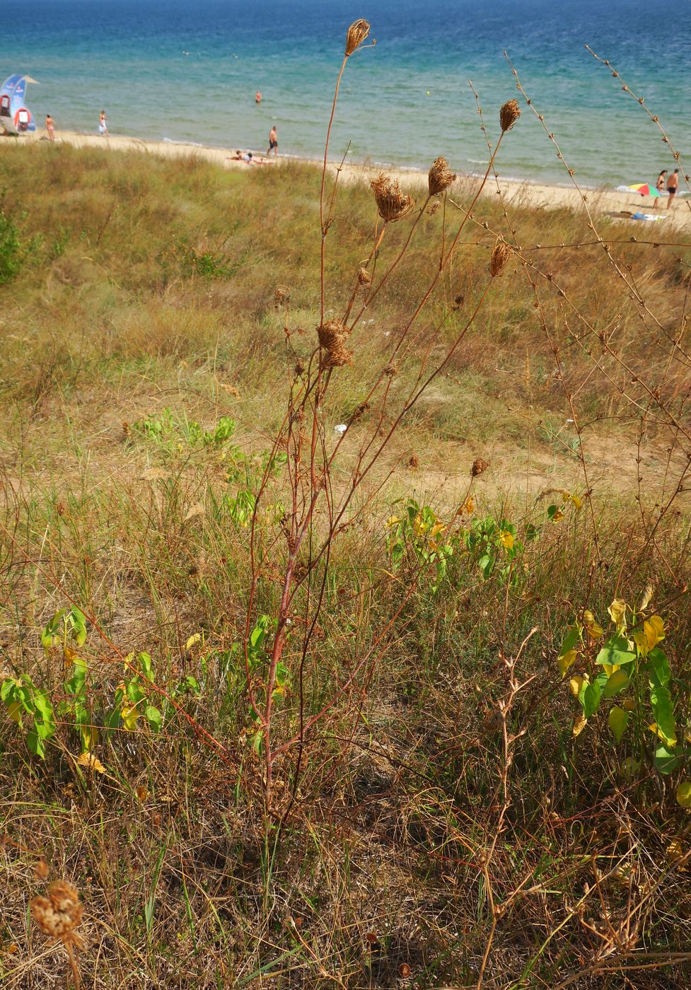 Image of Daucus carota specimen.