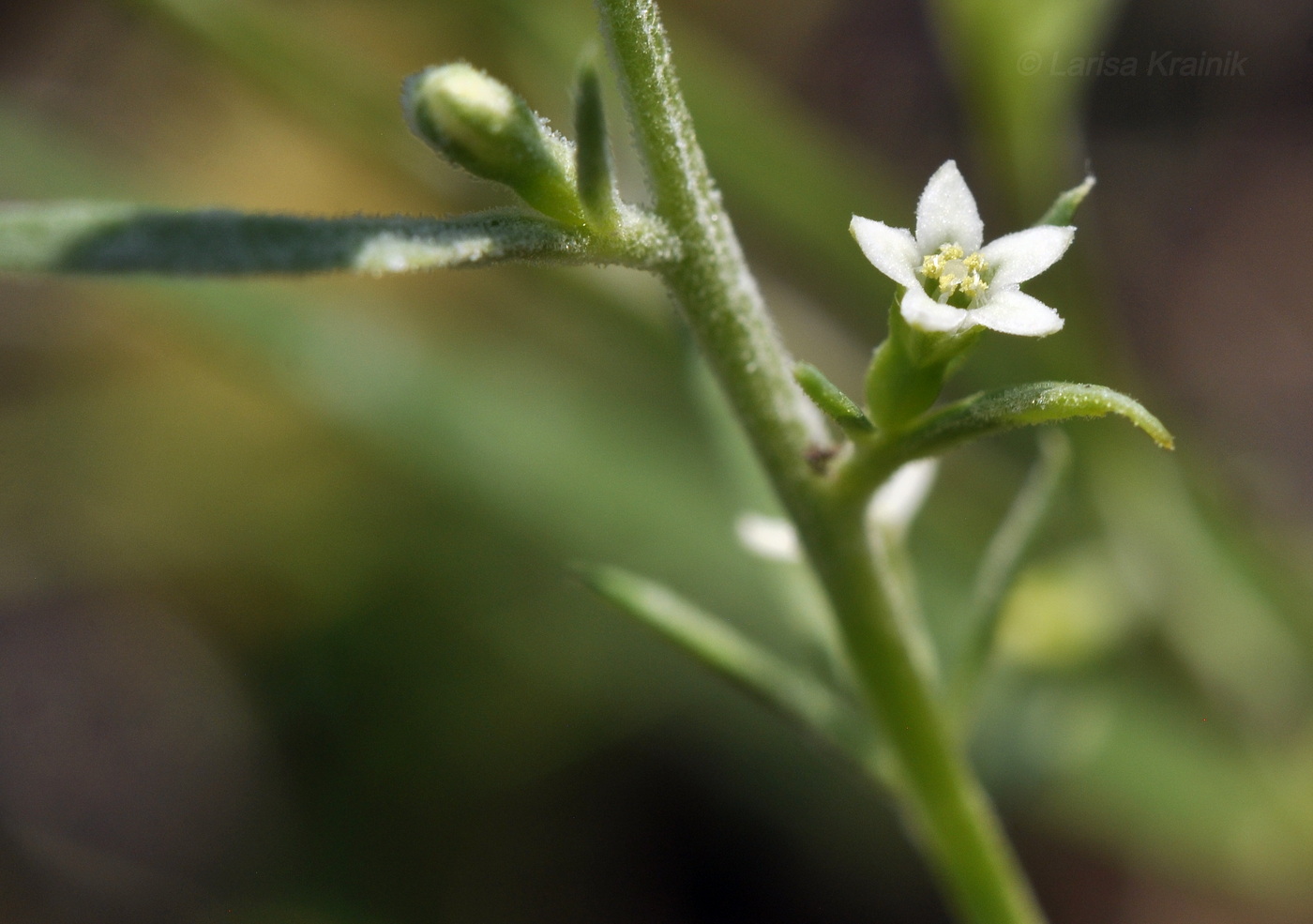 Image of Thesium chinense specimen.