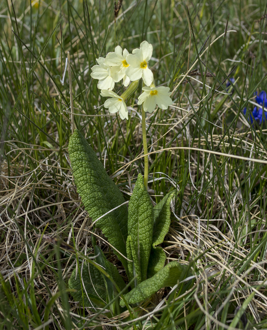 Изображение особи Primula ruprechtii.