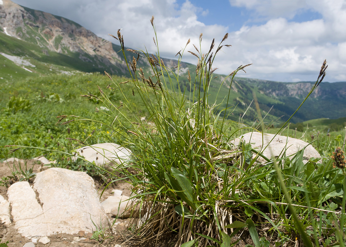 Image of genus Carex specimen.