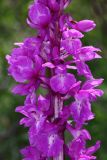 Orchis mascula. Часть соцветия с насекомым. Республика Дагестан, Кумторкалинский р-н; хр. Нарат-Тюбе, склон С экспозиции, выс. ок. 600 м н.у.м., разреженный шибляк. 24 апреля 2023 г.