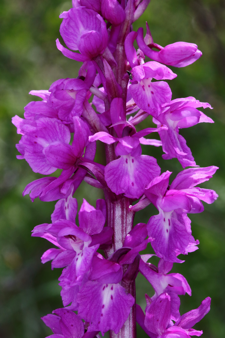 Изображение особи Orchis mascula.