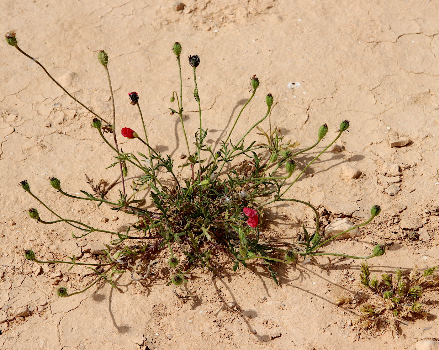 Image of Papaver hybridum specimen.