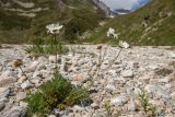 Anthemis iberica. Цветущее растение. Кабардино-Балкария, Эльбрусский р-н, оз. Донгуз-Орун, ≈ 2500 м н.у.м., каменистое русло реки. 23.08.2023.