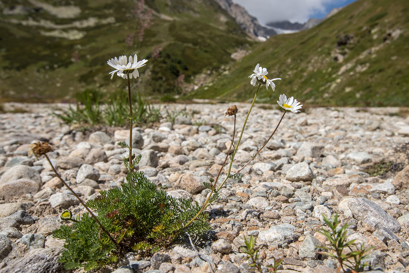 Изображение особи Anthemis iberica.