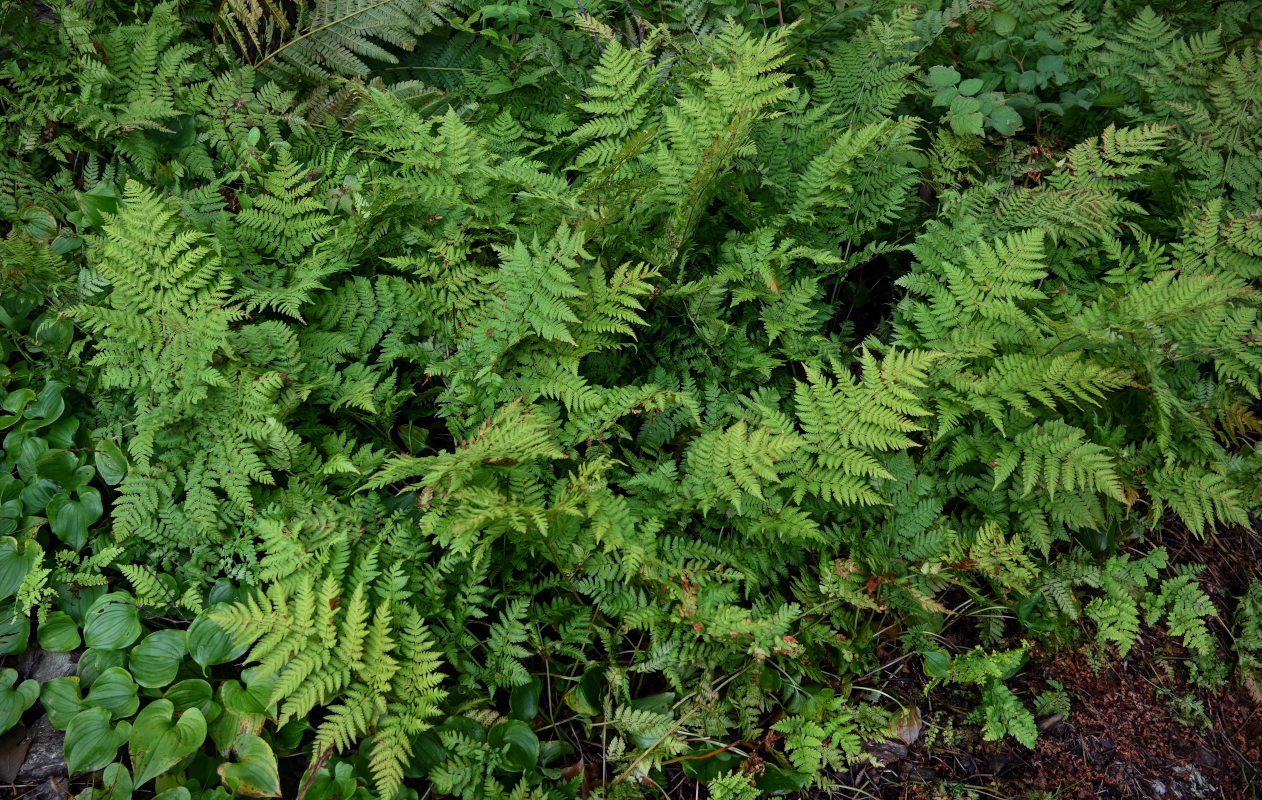 Изображение особи Dryopteris expansa.