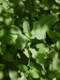 Lactuca serriola