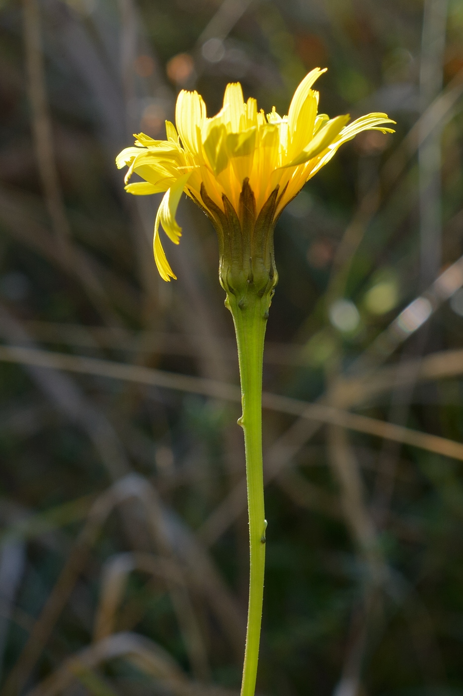 Image of Leontodon hispidus ssp. hastilis specimen.