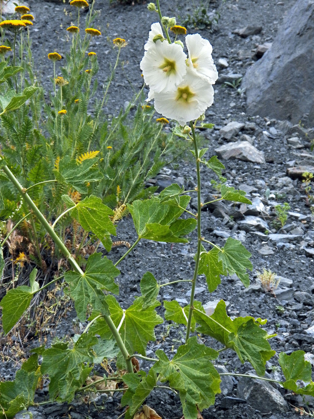 Изображение особи Alcea nudiflora.