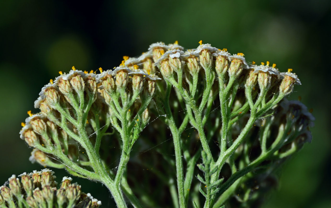 Image of Achillea nobilis specimen.