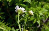 Tripleurospermum tetragonospermum