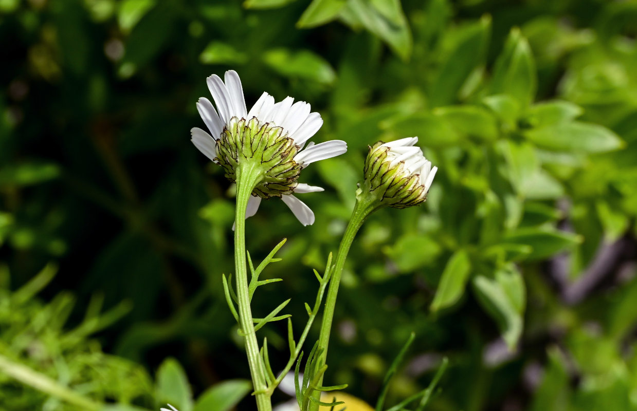 Image of Tripleurospermum tetragonospermum specimen.