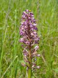 Orchis militaris. Соцветие отцветающего растения. Ульяновская обл., Новомалыклинский р-н, окр. с. Стар. Бесовка, долина р. Б. Черемшан, местами заболоченный поросший ивняком луг. 28.05.2023.