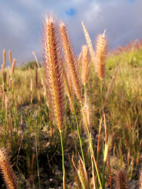 Image of Tetrapogon villosus specimen.