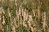 Astragalus lagurus