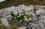 Gypsophila tenuifolia. Цветущие растения. Ингушетия, Джейрахский р-н, перевал Цей-Лоам, ≈ 2200 м н.у.м., на скале. 24.07.2022.