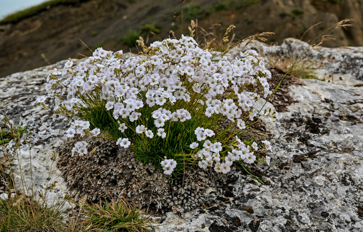 Изображение особи Gypsophila tenuifolia.