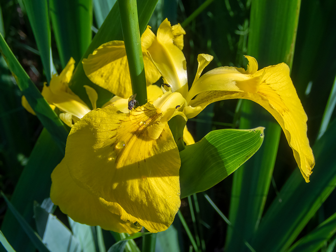 Image of Iris pseudacorus specimen.