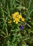 Hypericum maculatum