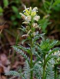 Pedicularis sibirica