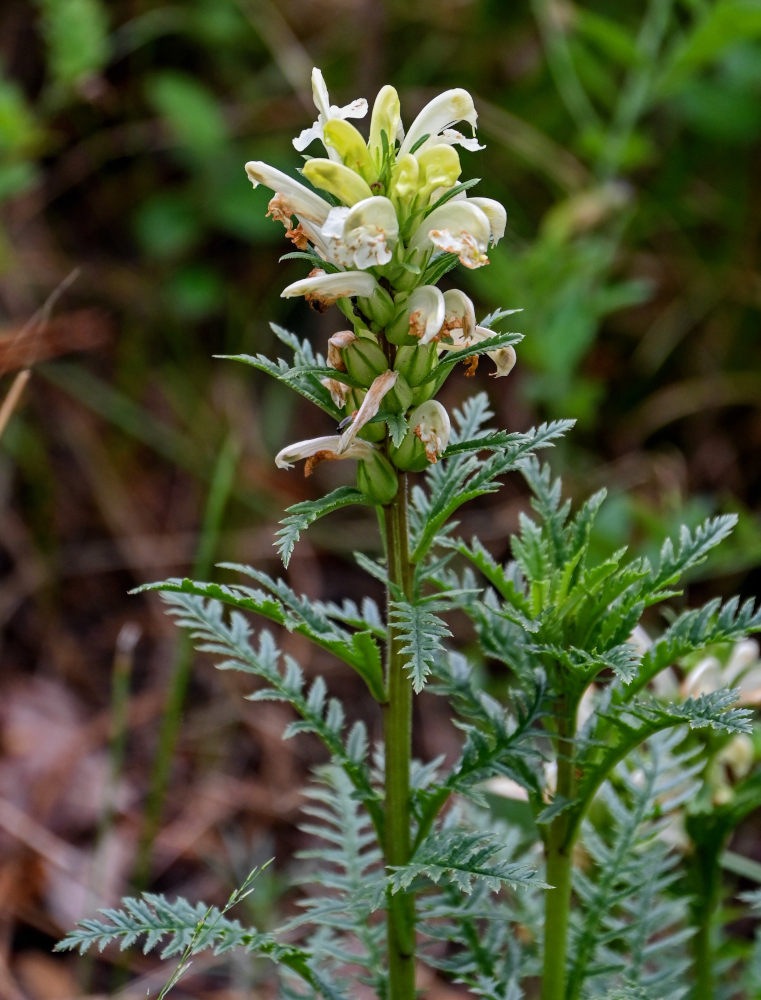 Изображение особи Pedicularis sibirica.