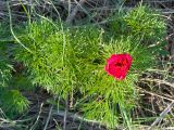 Paeonia tenuifolia. Цветущее растение. Краснодарский край, м/о г. Новороссийск, вершина 429, остепнённый луг. 10.04.2024.