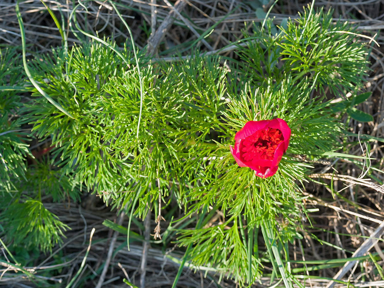 Image of Paeonia tenuifolia specimen.