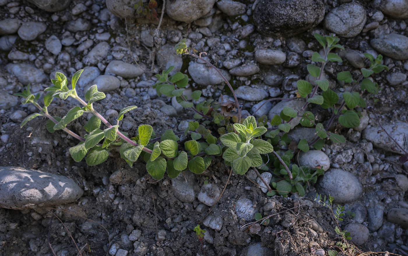 Изображение особи род Mentha.