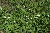 genus Fragaria. Заросль цветущих растений. Беларусь, Витебская обл., Лепельский р-н, агрогородок Камень, гора Церковка, склон южн. экспозиции, суходольный луг. 03.05.2024.
