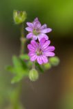 Geranium molle