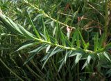 Euphorbia stepposa